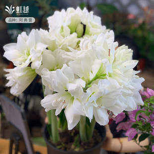 阿弗雷阿马尔菲朱顶红种球虹越进口荷兰开花球阳台花园朱顶红花球