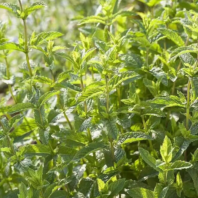 花彩艾草盆栽苗端午节艾叶有香味阳台室内家居挂门窗耐热好养易活