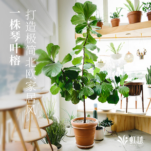 虹越琴叶榕树盆栽阳台室内ins风网红绿植爱心榕新房客厅办公桌面