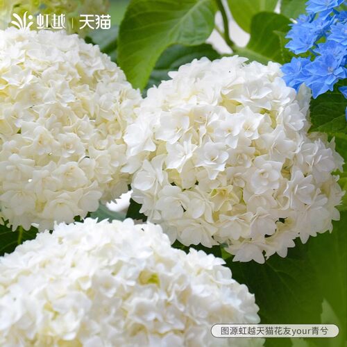 虹越安妮公主大花绣球花苗盆栽