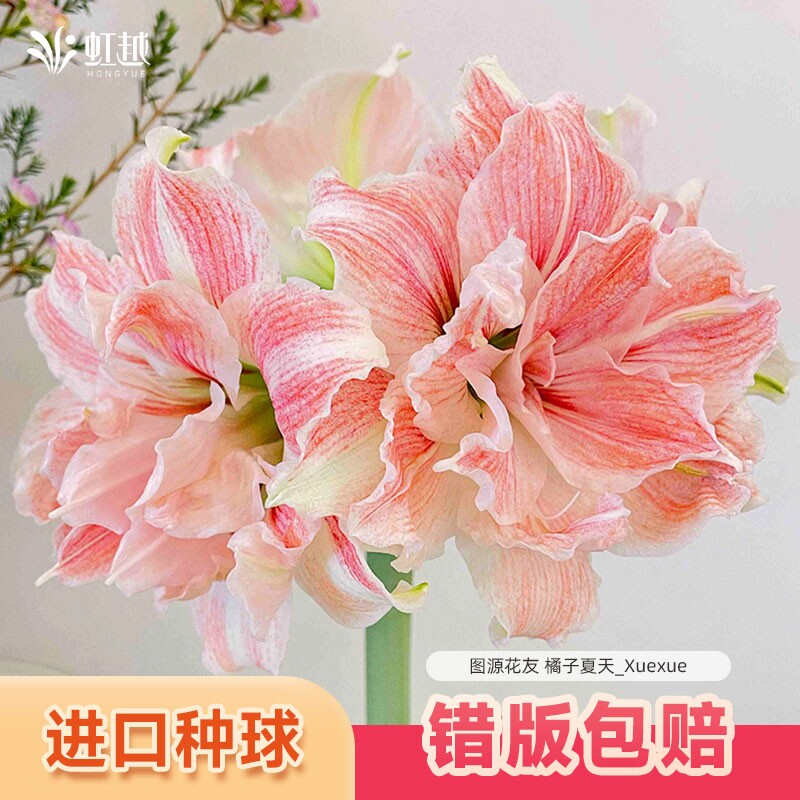 【热卖10万】朱顶红种球对版好物图片