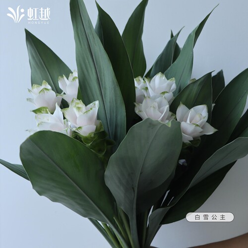 姜荷花种球白雪公主虹越国产球根花卉多年生植物可盆地栽耐热易养