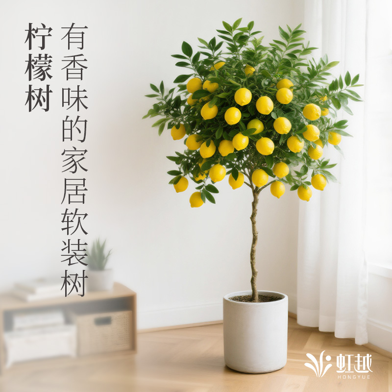 花彩柠檬树棒棒糖客厅绿植大盆栽