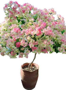 花彩阳台三角梅夏季杜鹃