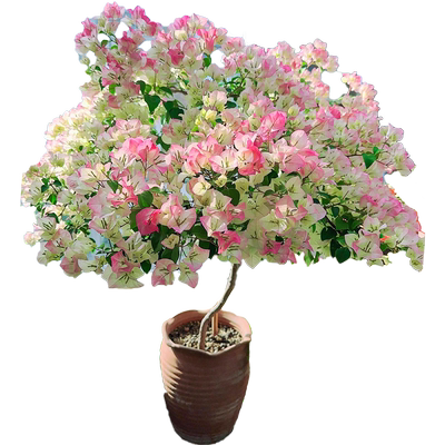 花彩阳台三角梅夏季杜鹃