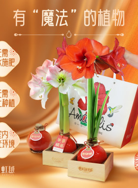 朱顶红蜡球无需养护可开花送礼