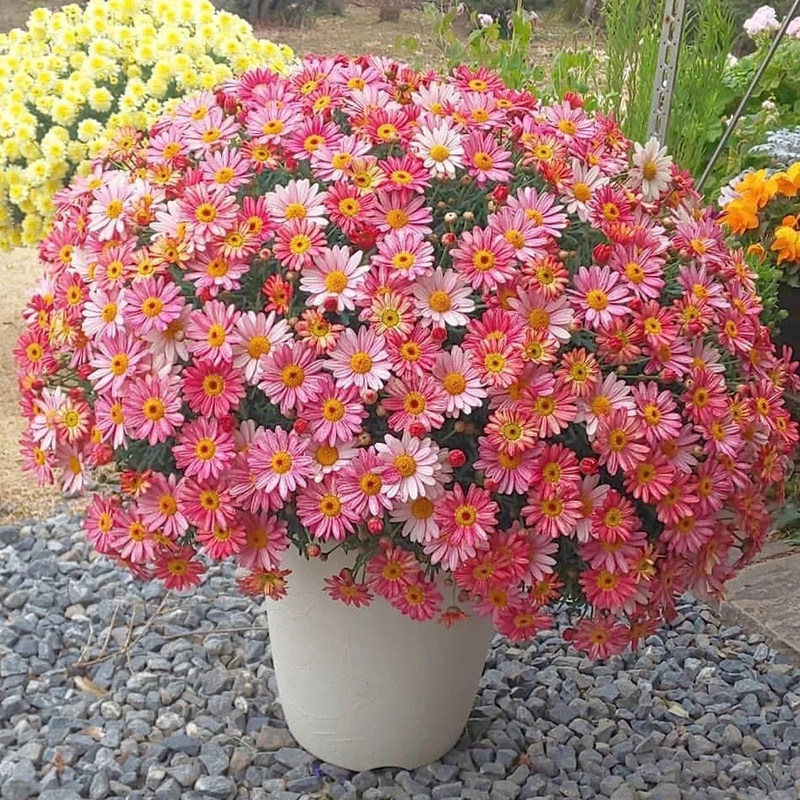 虹越玛格丽特盆栽庭院花园阳台草花木春菊蓬篙菊木茼蒿春秋