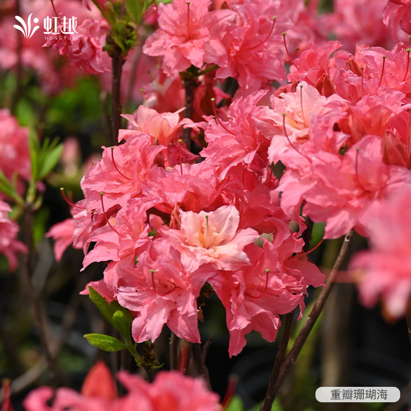 虹越落叶杜鹃粉绣球橘光盆栽庭院花园阳台好养耐寒进口杜鹃花大苗图片