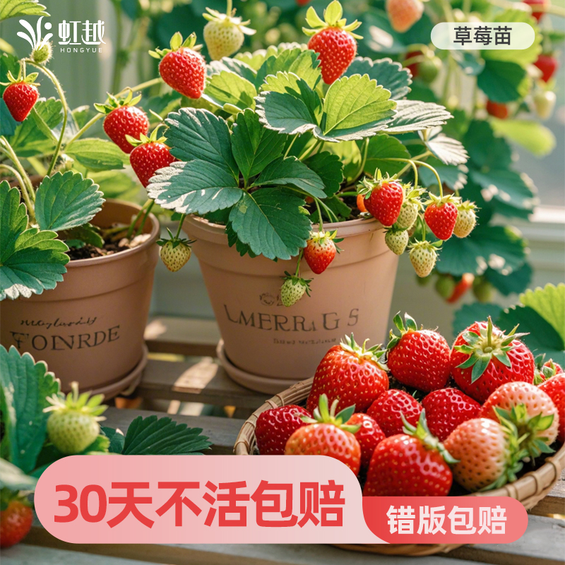 虹越草莓苗阳台四季结果