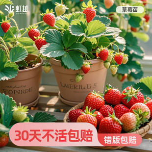 虹越草莓苗秧盆栽四季结果果树苗黑珍珠红颜建德白露天仙醉梦之莹