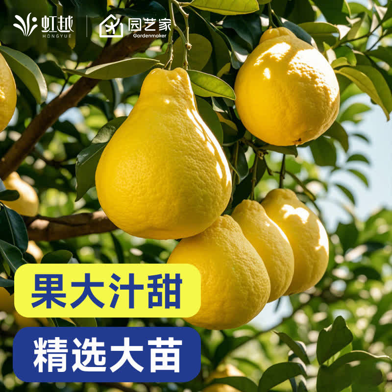 虹越柚子树苗葡萄柚果苗树苗易养南方四季可种盆栽地栽多年生