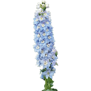 花彩线性植物盆栽大花飞燕草男孩毛地黄蜀葵花园阳台室外耐寒花境