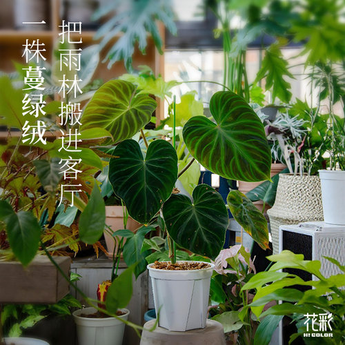 花彩蔓绿绒绿植室内盆栽桌面好养
