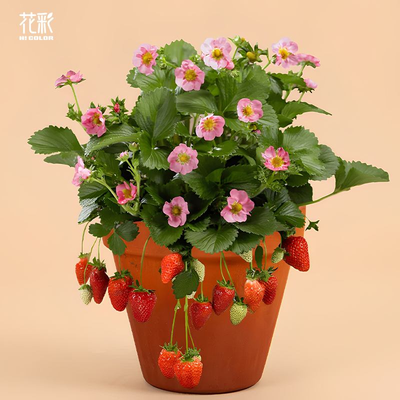 花彩四季草莓苗盆栽夏日微风好养