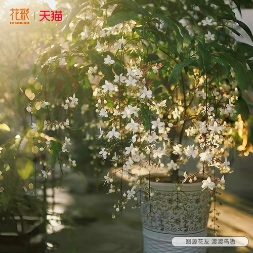 垂丝茉莉盆栽阳台常绿易爆花量大