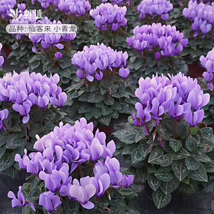 虹越新品小青龙仙客来盆栽带花粉色植物室内花酒红阳台年宵花期长