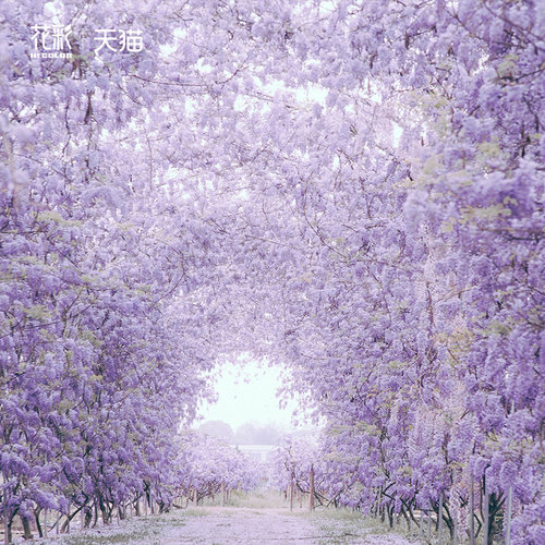 花彩普罗旺斯紫藤树苗盆栽花量大