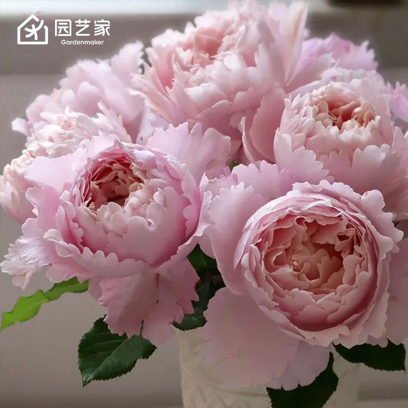 园艺家索菲罗莎月季盆栽图片