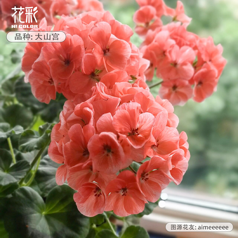 花彩大山宫天竺葵盆栽好养活大花球多季开花期长室内阳台爆花量大,鲜花速递/花卉仿真/绿植园艺,时令草本花卉,淘宝优惠券,粉丝福利购,淘宝优惠卷