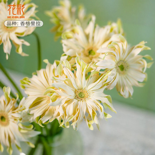 卷边高杆非洲菊苗盆栽阳台可切花