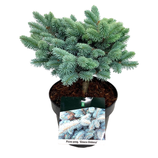 虹越进口蓝杉耐寒庭院绿化四季常绿植物室外风景树易养常绿小乔木