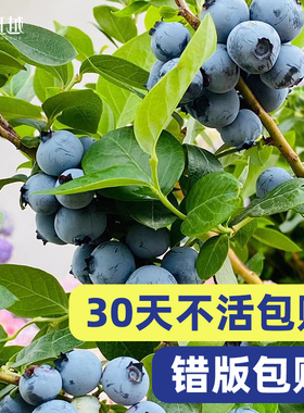 虹越蓝莓树果苗盆栽阳台水果树南北方种植追雪F6绿宝石挂果率高