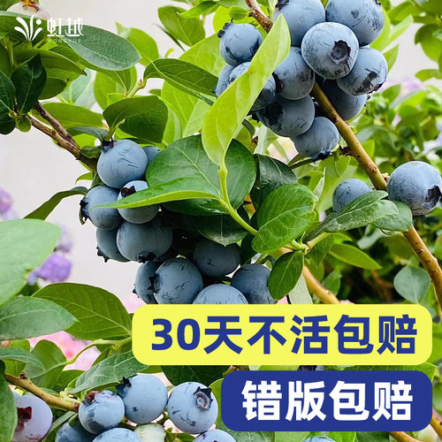 虹越蓝莓树果苗室内盆栽