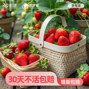 虹越草莓苗秧盆栽四季结果果树苗黑珍珠建德白露真红美玲红颜粉玉
