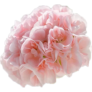 花彩天竺葵盆栽花苗玫瑰小姐重瓣直立大苗四季阳台花园爆花开不断