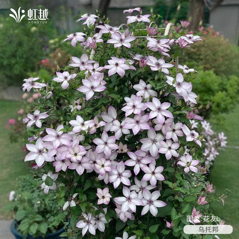 虹越铁线莲大苗乌托邦爬藤植物庭院拱门栅栏花园耐寒盆栽花卉