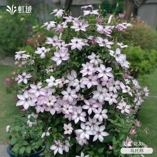 虹越铁线莲乌托邦精品大苗