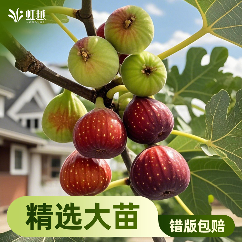 虹越无花果果树易结果