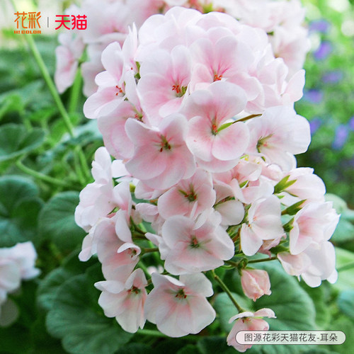 花彩阳台花卉天竺葵花苗重瓣四季