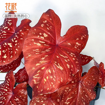 火热的心进口彩叶芋种球热植盆栽