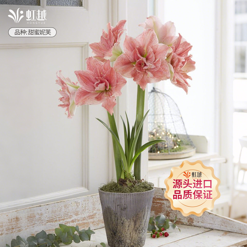 进口朱顶红种球错版包赔