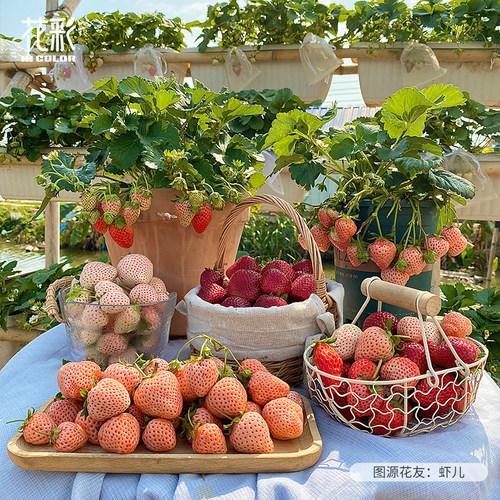 花彩草莓苗秧子盆栽黑珍珠隋珠