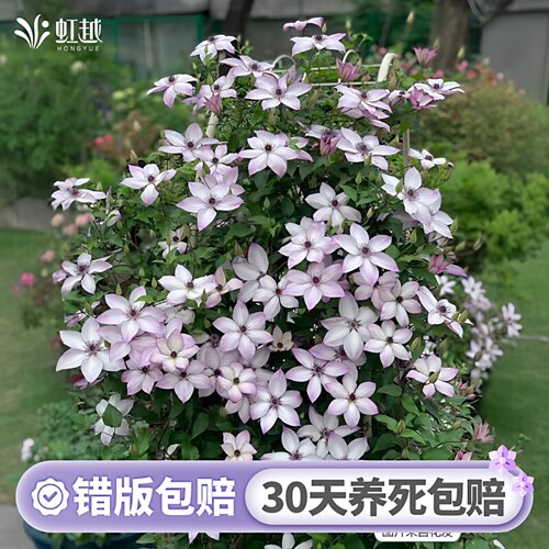 啤酒铁线莲乌托邦倒影约瑟芬爬藤