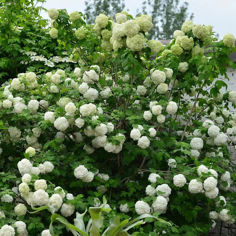 欧洲木绣球斗球盆栽苗阳台庭院树苗木本树绣球花花苗花卉耐热好养