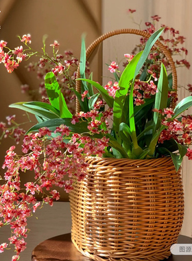 花彩红色文心兰带花苞盆栽苗梦香兰花有香味阳台室内花卉爆花期长