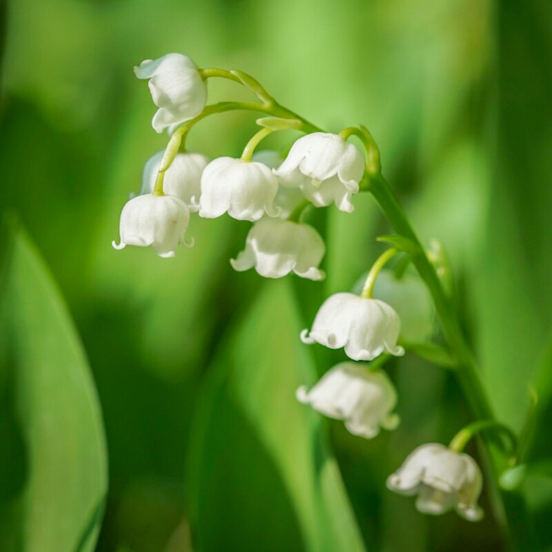 进口铃兰花裸根种球盆栽带花芽图片