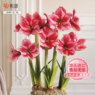 花瓶朱顶红虹越荷兰进口单重瓣种球根大球四季种植开花植物可盆栽