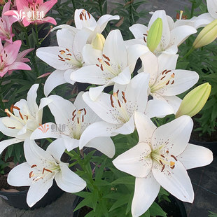 现货百合种球虹越阳台庭院童年眼线百合花球种子花卉好养