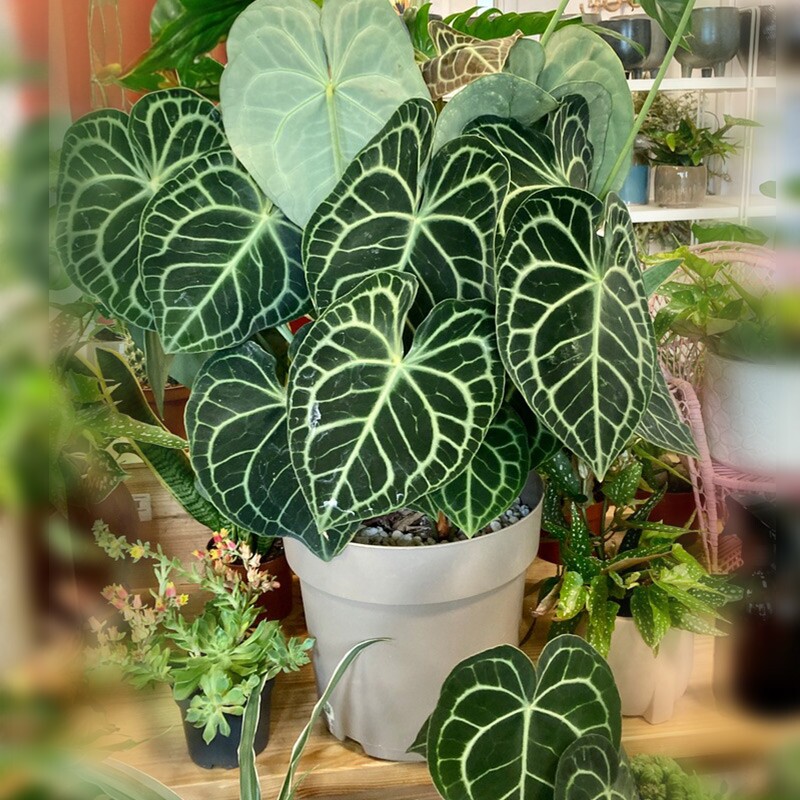 花彩花烛蔓绿绒盆栽苗克莱恩客厅办公桌阳台种植物观叶多年生常绿