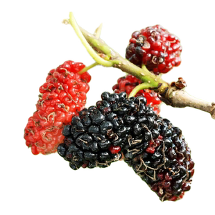 桑葚树苗果树嫁接无籽大十果桑南北方种植白色长桑果地栽盆栽果苗