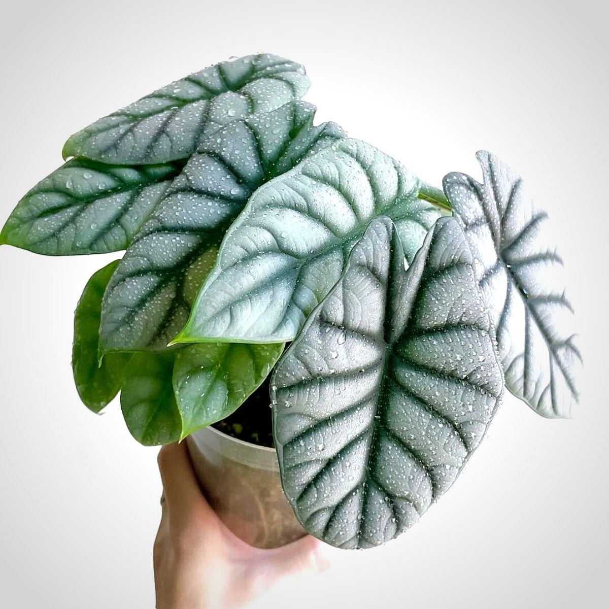 花彩白犀牛海芋盆栽室内植物阳台绿植摆件四季好养ins风网红热植