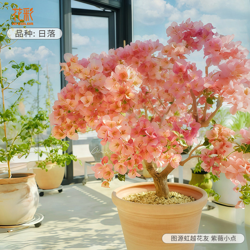花彩三角梅四季开花日落花色丰富图片