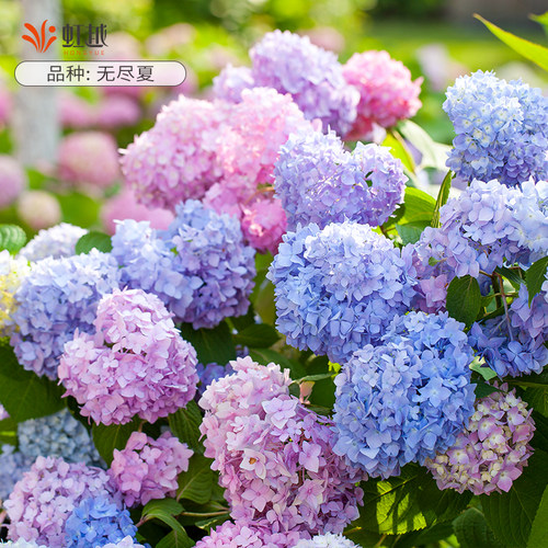 虹越绣球花盆栽-江浙沪推荐品种