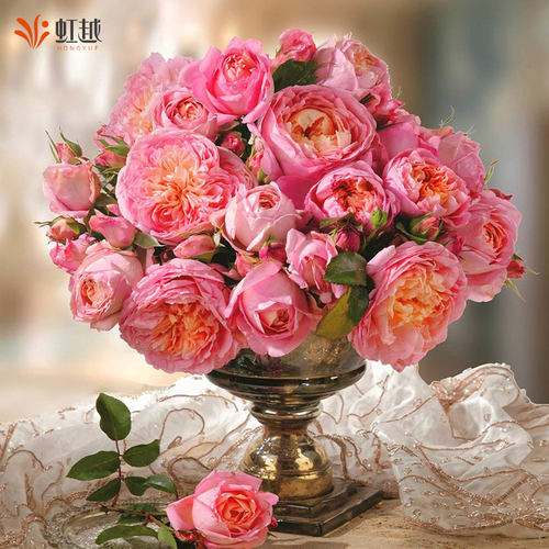 虹越舍农索城堡的女人月季花苗