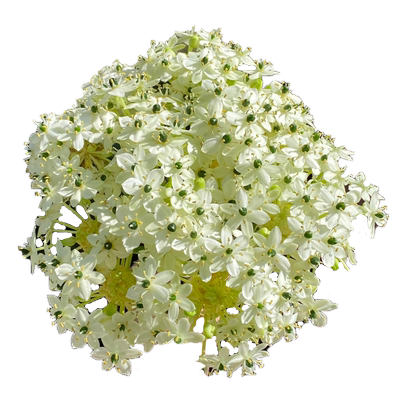 花彩虎眼万年青盆栽圣心百合球根阳台伯利恒之星种球可做切花