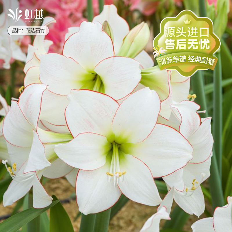 单瓣朱顶红进口种球错版包赔